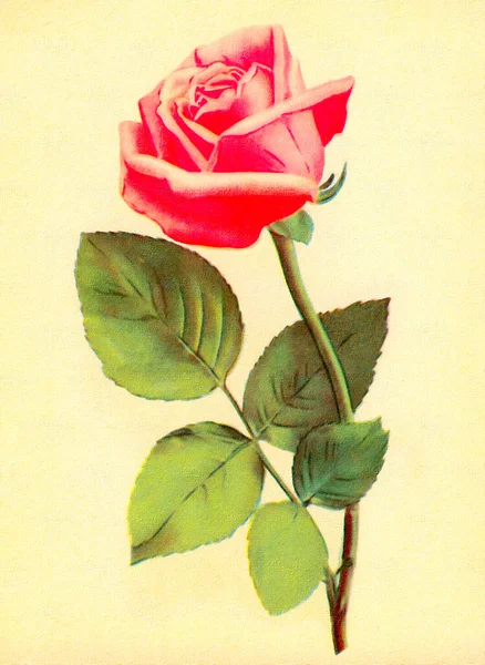 Malarstwo Reprodukcji Pięknych Kwiatów — Zdjęcie stockowe