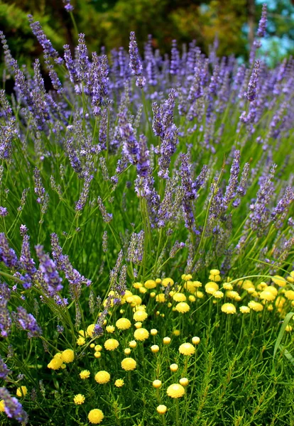 Delikat Blommig Naturliga Bakgrund Lila Lavendelblomma Och Småblommiga Gul Krysantemum — Stockfoto