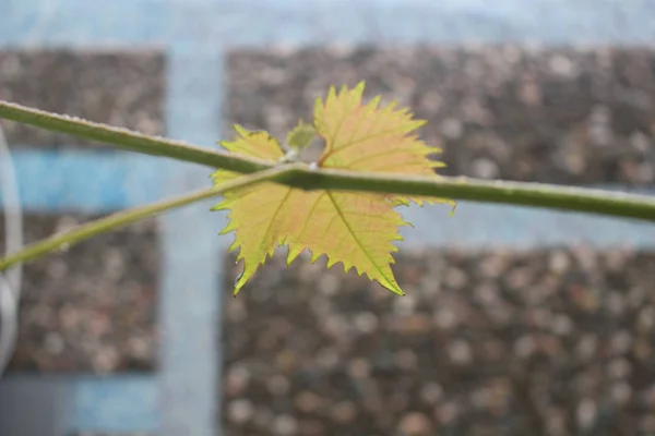 One wet young vine leaf in the rain. The rain and the brick wall seen in the background.