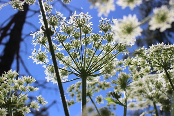 Hintergrund Der Weißen Blumen Gegen Den Blauen Himmel Einem Sonnigen — Stockfoto