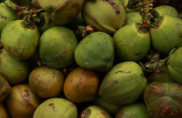 Green fresh tropical coconuts background. Young coconuts is meant for making a refreshing drink. Tender green coconuts at tropical island Hainan, China