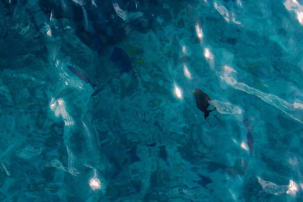 Υπόβαθρο Διαφανή Τιρκουάζ Νερά Της Θάλασσας Επιπλέοντα Ψάρια Μια Καλοκαιρινή — Φωτογραφία Αρχείου