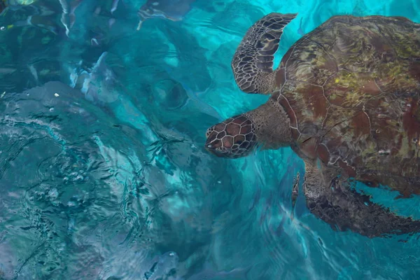 Background of transparent turquoise sea water with a large sea turtle in soft focus.