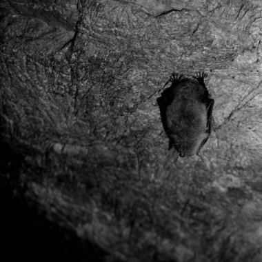 Khakassia, Sibirya, Yarasa mağarasında Arkeoloji Malaya Siya köyü Cumhuriyeti yakınındaki hazırda bekleme. Korku temaları için tek renkli arka plan.