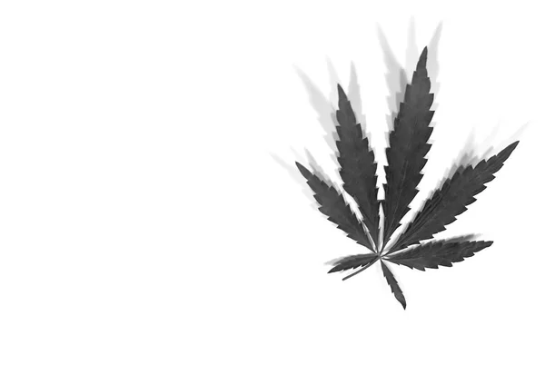 大麻有机叶子与许多阴影软的焦点在灰色口气在白色背景隔绝了 具有复制空间的背景 大麻是一种合法化的药物 — 图库照片