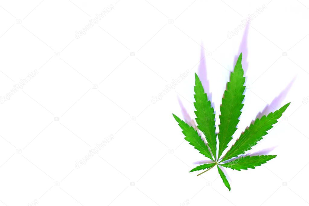 Green cannabis leaf with shadow soft focus on white background isolated. Marijuana for smoking. Background with copy space
