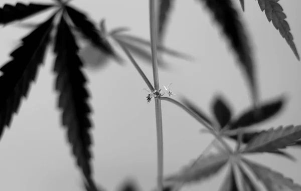 Blühender Junger Cannabis Hanf Grautönen Weichen Fokus — Stockfoto