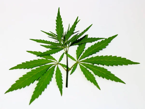 Secó Parte Superior Planta Marihuana Sobre Fondo Claro Enfoque Selectivo —  Fotos de Stock