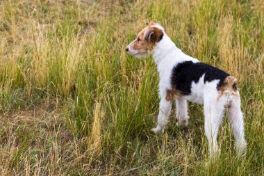 Tel saçlı tilki korkunç yeşil çayır içinde. Çimenlerin üzerinde meditasyon köpek