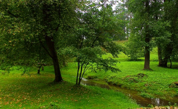 Las Lato Tłem Creek — Zdjęcie stockowe