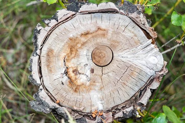 Niewyraźne Tło Naturalne Tartych Miękka Ostrość Pnia Drzewa Tekstura Słoje — Zdjęcie stockowe