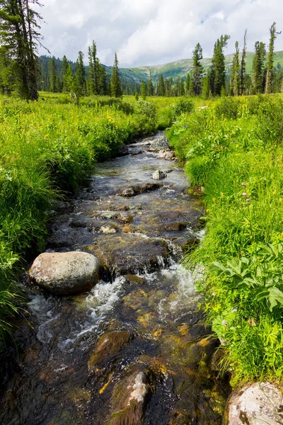 Fast Mountain River Green Valley Siberia Landscape Clear Stream Greek — Stock Photo, Image