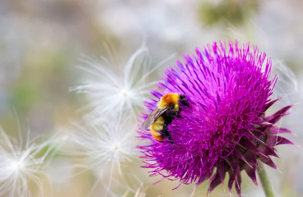 Bumblebee Primo Piano Fiore Rosa Selvatico Cardo Raccoglie Polline Con — Foto Stock