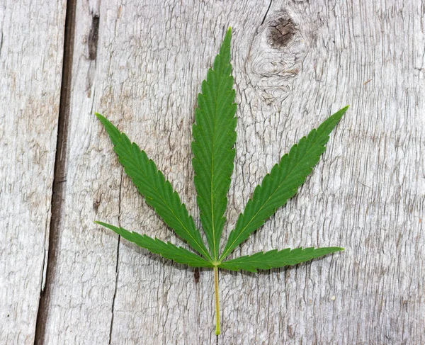 Grünes Blatt Cannabis Oder Hanf Mit Fünf Fingern Blätter Marihuana — Stockfoto