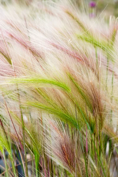 Delicate Summer Background Spikes Feather Grass Needle Spear Grass — Stock Photo, Image