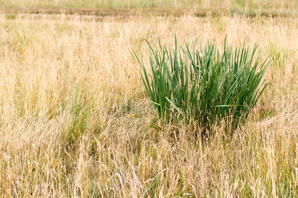 Background Bright Green Grass Dry Grass — Stock Photo, Image