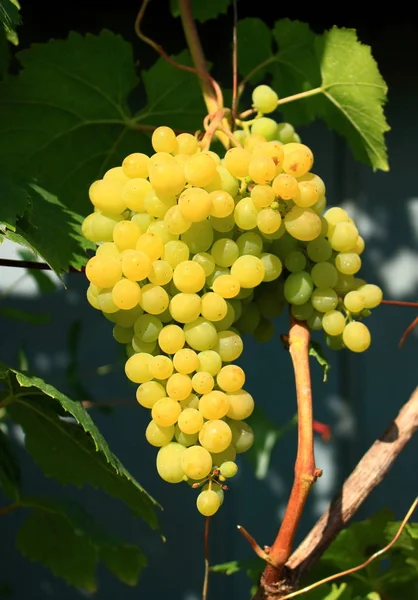 Doux Savoureux Bouquet Raisin Blanc Sur Vigne Close — Photo