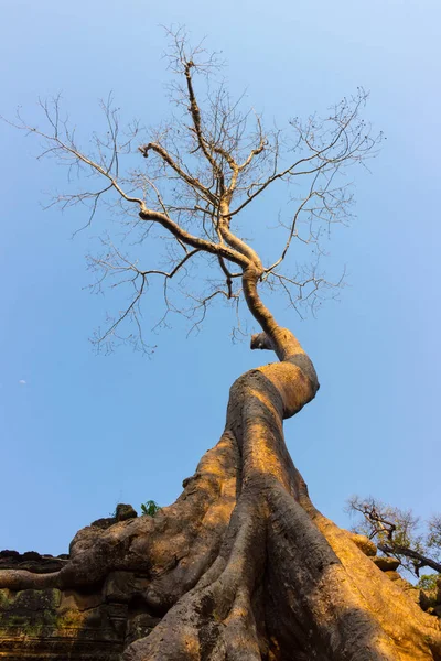 Old giant banyan tree without foliage growing in the ancient ruin of Ta Prohm temple, Angkor Wat complex, Cambodia against blue sky