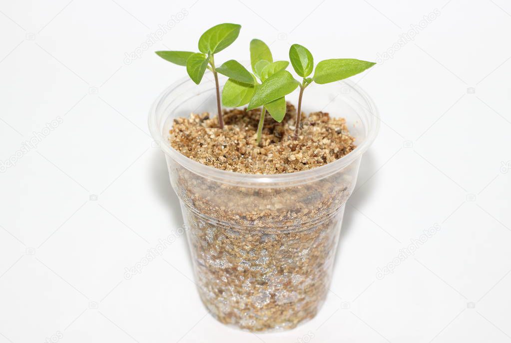 Bright young pepper seedlings grow in a plastic cup isolated on white background concept of agriculture. Instead of potting soil for seedlings used vermiculite as a method of growing in hydroponics