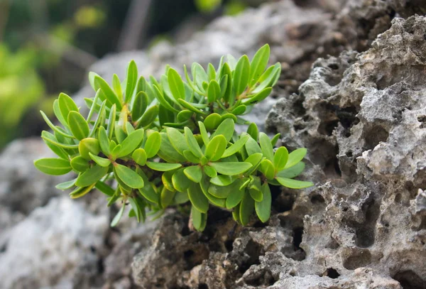 Fond Naturel Flou Avec Une Plante Vert Vif Croissant Sur — Photo