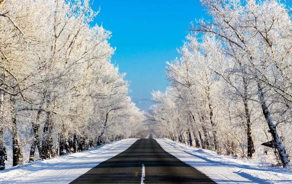 Winter Wonderland Road Snow Covered Trees Sunny Frosty Day Bright — Stock Photo, Image