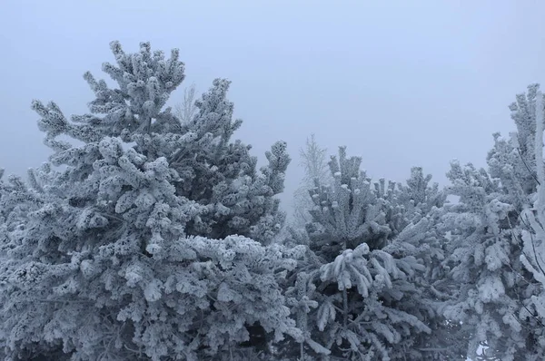 Vinterlandskap Den Sibiriska Skogen Eller Taiga Extrem Kyla Och Frost — Stockfoto