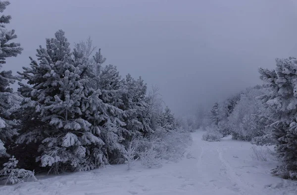 西伯利亚森林或泰加的暮色冬天风景在极端寒冷的霜冻 雪中的树木和道路 — 图库照片