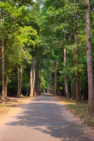 Winding road in jungle Cambodia in sunlight. Curved asphalt road in tropical forest. Turning Right is yellow traffic signage at park. Concept background is Wrong turn or Adventure in travel