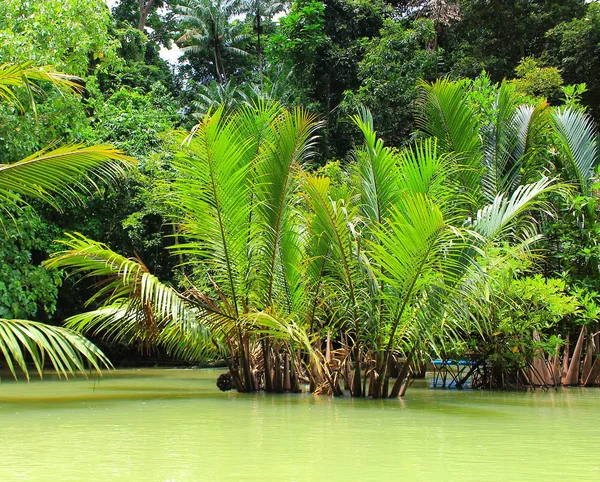 River and mangrove palm forest in Philippines. Pure nature energy. Natural green wallpaper concept. Green Nypa Fruticans Palm tree or Nipa palm in water for tropical background.