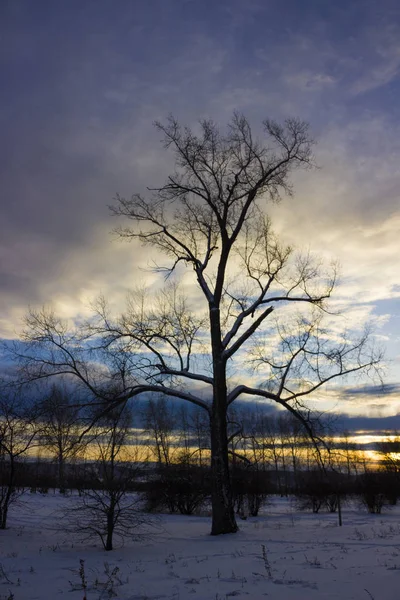 Bare tree in snow on sunset in Siberia. Winter landscape in dark tones. City park in dusk