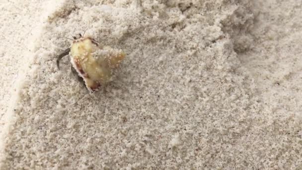 Pequeño Cangrejo Ermitaño Con Una Concha Caminando Arrastrándose Una Playa — Vídeos de Stock