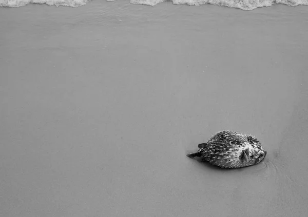 Mrtvý Porcupinefish Blowfish Balloonfish Nebo Globefish Pláži Samed Ostrově Bouři — Stock fotografie