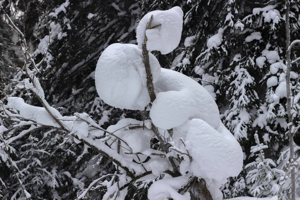 Cumulo Neve Cespuglio Sembra Bambino Piccolo Uomo Seduto Albero Paesaggio — Foto Stock