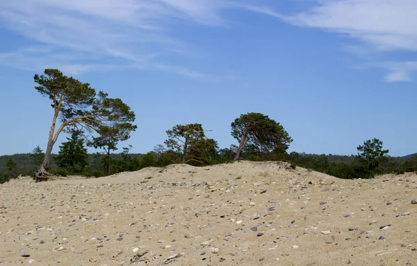 Zona Costera Arenosa Con Pinos Isla Olkhon Lago Baikal Siberia — Foto de Stock