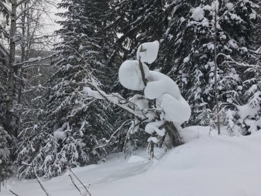 Kış manzara rüzgârla oluşan kar yığını Sibirya iğne yapraklı orman içinde bir Bush ile. Orman derin karda. Ağaç dalları karla kaplı. Bir bebek veya küçük adam bush üzerinde oturan bir rüzgârla oluşan kar yığını benziyor.