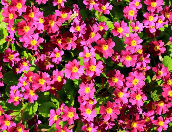 Primrose Primula Vulgaris Joyful Easter Spring Background Blooming Pink Primulas — Stock Fotó