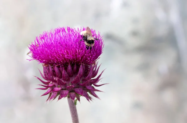 Shaggy Bumblebee Sellato Viola Pungente Fiore Cardo Raccolta Nettare Bellissimo — Foto Stock