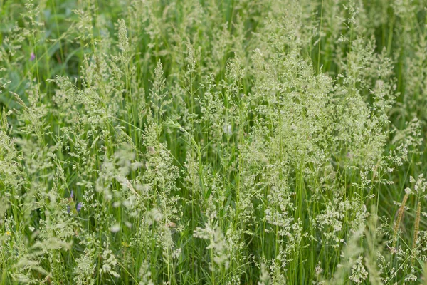 Kentucky bluegrass veya Poa pratensis. Yaz çiçeği ortak bir çayır çimen ile doğal yeşil renkli. Seçici odak