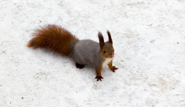 Bolyhos mókus egy behavazott háttér — Stock Fotó