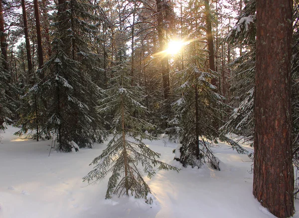 白雪覆盖的冬季针叶林的景观和明亮的阳光穿过树林的树木 日落在寒冷的雪林 在雪冷的泰加的日落或日出 美丽的风景 — 图库照片