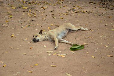Kamboçya'da kirli yolda yatan sokak dişi köpek