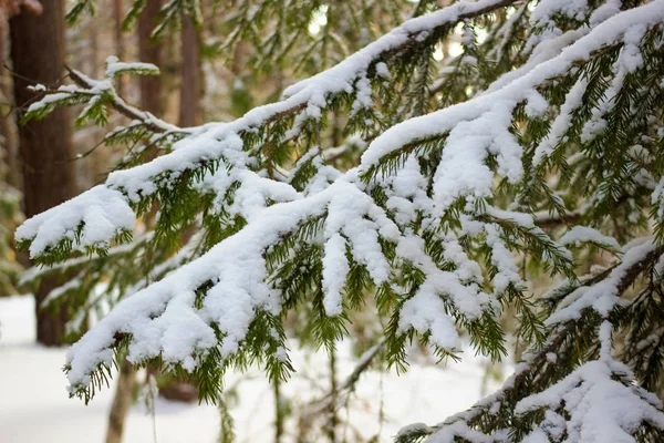 Sfocato Sfondo Naturale Invernale Ramo Abete Rosso Sempreverde Natale Con — Foto Stock