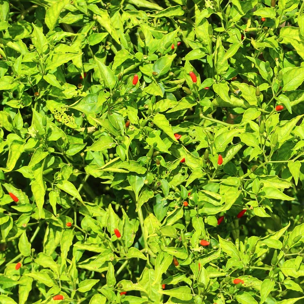 Fondo Naturale Delle Foglie Dei Frutti Peperoncino Piccante Varietà Occhio — Foto Stock