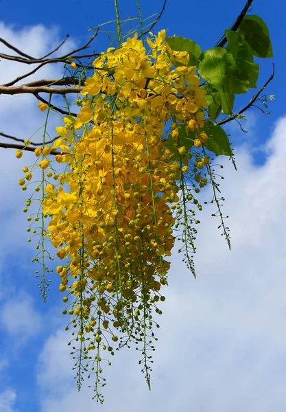 Χρυσή Βροχή Δέντρο Cassia Συρίγγιο Canafistula Υποκατάστημα Κρεμώντας Φωτεινό Ταξιανθία — Φωτογραφία Αρχείου