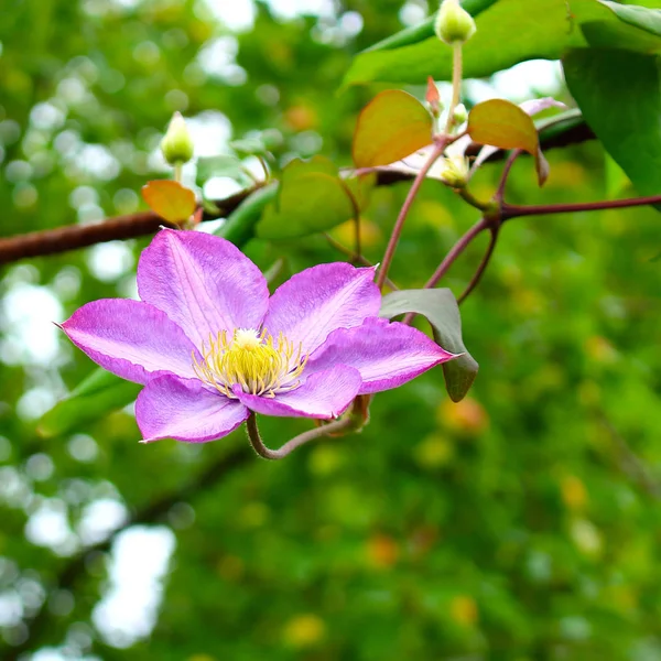 Clematis blomma i vårträdgård — Stockfoto