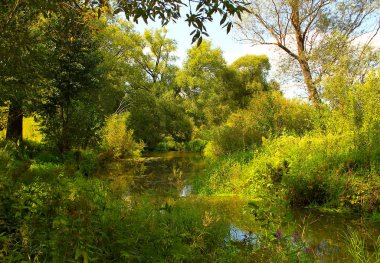 Yaz orman sessiz güneşli bir günde