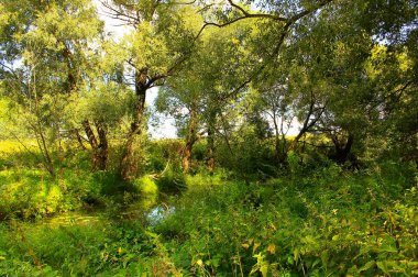 Büyük yaz saati geçilmez bir orman