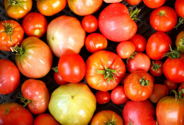 Bakgrund av röda tomater — Stockfoto