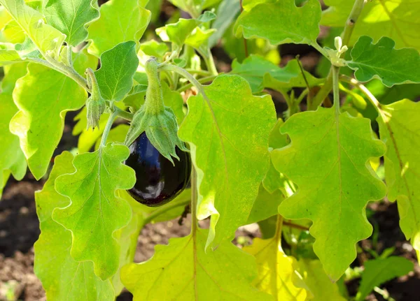 Frutos de berinjela crescendo no jardim — Fotografia de Stock