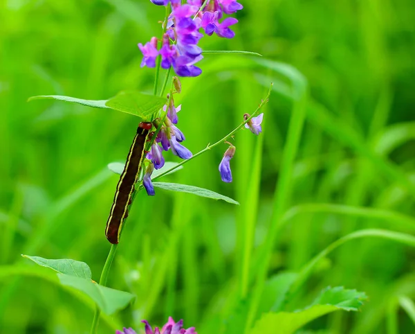 Caterpillar on a gentle flower — Stock Photo, Image